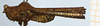 CollectionObject 1506062; e4c04240-f4a1-43b0-9094-6b13c5402fc3: male, lateral view (syntype). (CollectionObject).