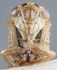 Head: !! display not done !! on Exitianus obscurinervis (Stål, 1859): Head/Face. (Observation).
