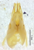 CollectionObject 1499379; 7c51828c-b01b-41ef-bf39-75276d63148d: male genitalia, ventral view (holotype). (CollectionObject).