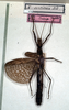 CollectionObject 1562368; NMW 239, d1bbf7c6-0c05-446f-8d0e-e5eab577847c: copyright NMW, Vienna. female (holotype). (CollectionObject).