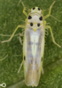 Habitus, dorsal view on Eupteryx (Eupteryx) austriaca (Metcalf, 1968): Habitus (female). (Observation).
