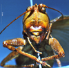 CollectionObject 1516155; b500d6db-ceed-4b6a-a5d3-5136e8d11258: female, frontal view (holotype). (CollectionObject).