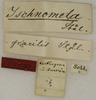 CollectionObject 1529700; 144913fb-2bba-45f8-8bba-28072b271496: labels (holotype). (CollectionObject).