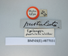 CollectionObject 1552804; NHMUK(SF IMPORT DUPLICATE) BMNH(E) 877031, f87be79f-4577-43fa-8a17-bd9e8d7e2017: Copyright NHM, London. Holotype male of Epilampra pustulata, data labels. (CollectionObject).