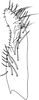 Subgenital plate, ventral view on Empoasca (Empoasca) dorsodenticulata Yu & Yang, 2014: Subgenital plate. (Observation).