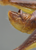 CollectionObject 2008238; 90535b2c-6094-4efd-85a0-c311e82f0f66: male abdominal terminalia, lateral view. (CollectionObject).