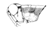 Eurotettix procerus Cigliano, 2007: Fig. 5Z. male head and pronotum, lateral view. (Otu).