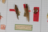 CollectionObject 1505827; 5e71975e-4ca4-4de7-8ba1-4b47be8d796c: Male, in drawer (syntype). (CollectionObject).