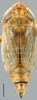 Habitus, dorsal view on Caffrolix Linnavuori, 1961: Caffrolix conicus, dorsally (INHS). (Observation).
