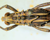 CollectionObject 1498818; 2da30b4f-c860-4267-8220-dc97688621d0: 2012. male, head and pronotum, dorsal view. (CollectionObject).