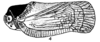 Habitus, lateral view on Capistra roscida (Caldwell, 1951): (Observation).