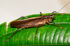 CollectionObject 2286738; 52a4a7fc-32e4-4f85-bf2e-b8d5572e8c76: (CollectionObject).