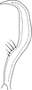 Stylus: !! display not done !! on Ossiannilssonola berenice (McAtee, 1926): Stylus. (Observation).