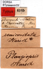 CollectionObject 1500584; 16f21c47-3291-4ec1-a0db-b944c50caf0f, DORSA BTplasemHTF: labels (holotype). (CollectionObject).