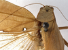 CollectionObject 1529813; aea8bd65-1ced-4a1d-a4a5-1eace7725258: female pronotum, dorsal view (holotype). (CollectionObject).