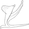 Aedeagus, lateral view on Cassianeura bimaculata Dworakowska, 1984: Aedeagus, lateral view. (Observation).