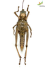 CollectionObject 1861871; b7344213-8c33-41f2-86ff-1cf135db24ea, Unioeste Cascavel K-0466: Female. Ventral view. (CollectionObject).