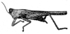 Systolederus cinereus Brunner von Wattenwyl, 1893: Fig. 110 (after type). female, lateral view (pronotum length 13 mm). (Otu).