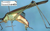 CollectionObject 1517287; 5ec568a9-aeb6-4f39-8247-d9008415822b: male, lateral view (holotype). (CollectionObject).