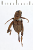 CollectionObject 1506068; c78ab8f7-fb8e-4f1e-8d5b-b48b56b0f9e7: Female, syntype. Chile. (CollectionObject).