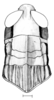 Dichroplus obscurus Bruner, 1900: Fig. 6. female head and pronotum, dorsal view. (Otu).
