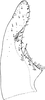 Subgenital plate, ventral view on Empoascanara (Empoascanara) hongkongica Dworakowska, 1971: Subgenital plate (E. goplana). (Observation).