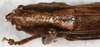 CollectionObject 1532906; 92b81893-7a07-41d5-bb74-c6213bb6b502: female, dorsal view. (CollectionObject).
