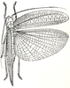Stizoscepa basinotata Karsch, 1896: Fig. 43. female, dorsal view (from Karsch 1896, tegmina 32.5 mm). (Otu).