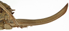 CollectionObject 1529602; 2c927482-d6aa-433d-9169-15803ad821c9: female ovipositor (syntype). (CollectionObject).