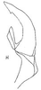 Aedeagus, ventral view: !! display not done !! on Amplicephalus (Amplicephalus) marginellanus (Metcalf, 1955): Aedeagus, lateral view. (Observation).