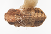 Habitus, dorsal view: !! display not done !! on Protrocha orbiculata (Ball, 1935): (Observation).