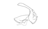 Dichroplus democraticus (Blanchard, 1851): Fig. 9. cingulum and endophallus, lateral view. (Otu).