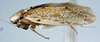 Habitus, lateral view: !! display not done !! on T4477: Loeia Duan, 2017: (Observation).
