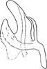Aedeagus, lateral view on Arboridia (Arboridia) erecta (Ribaut, 1931): Aedeagus, lateral view. (Observation).