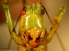 CollectionObject 1564957; b79ac086-7787-4239-8bbe-419223c201bb: male, frontal view (holotype). (CollectionObject).