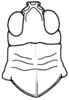 Heliaula rufa (Scudder, 1899): head and pronotum, dorsal view. (Otu).
