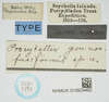 CollectionObject 1584085; 82779a2c-d8dd-4336-8150-69553293401c, NHMUK010924482: labels (syntype). (CollectionObject).
