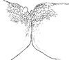 Erioloides acutidentis Naskrecki & Cohn, 2000: male titillators. (Otu).