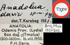 CollectionObject 1517107; e362ec76-1168-4059-b176-6b9ddddf113b: labels (holotype). (CollectionObject).