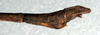 CollectionObject 1561735; NMW 328, 0c3b4d2c-1126-4da2-a7c6-e9c7c0b941be: copyright NMW, Vienna. male: end of abdomen, lateral view (syntype). (CollectionObject).