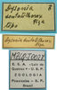 CollectionObject 1542816; DEES MZLQ-I0027, d25f5097-df9d-41ed-8fae-1f78c149fd8d: male, labels (holotype). (CollectionObject).
