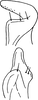 Stylus: Stylus. (Observation).