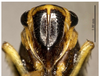 Head on Evacanthus nigristreakus Li & Wang, 2002: (Observation).
