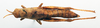 CollectionObject 1500993; 3ae34ac2-0611-4ea2-a344-fe0a487010d4: female, dorsal view (lectotype). (CollectionObject).