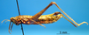 CollectionObject 1530818; b16260e6-7d4b-4b0d-be6c-d8d22e1eea59: female, lateral view (syntype). (CollectionObject).
