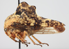 Habitus, lateral view: !! display not done !! on Heliria fitchi Ball, 1925: (Observation).