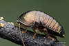 Perisphaerus Serville, 1831: (Otu).