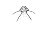 Jivarus alienus (Walker, 1870): Fig. 162. female fastigium, dorsal view. (Otu).