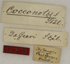 CollectionObject 1529702; cbf8622a-78d1-4659-a22a-24ff7e6ae02a: labels (holotype). (CollectionObject).