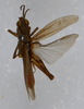 CollectionObject 1519475; 7c69a257-f8cc-4109-9bc5-faf35a06c50b: male, dorsal view (holotype). (CollectionObject).